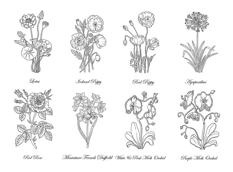 900x668 Black And White Botanical Flowers Drawing Drawing - Pics Of Flowers Drawing