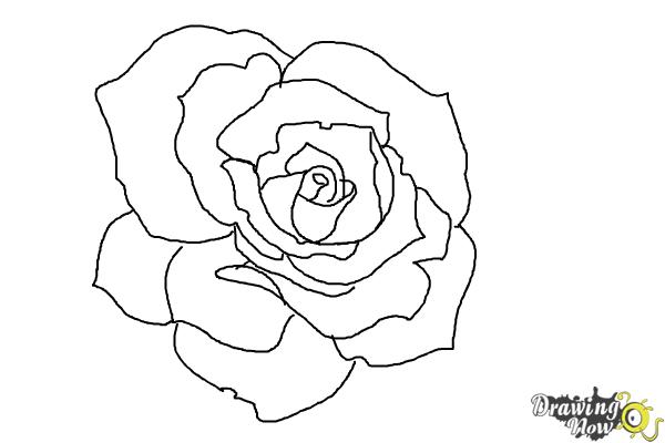 600x400 How To Draw An Open Rose - Pics Of Roses Drawing