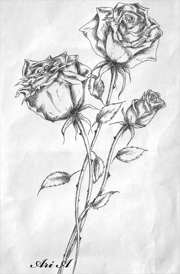 585x889 rose drawing free premium templates - Pics Of Roses Drawing