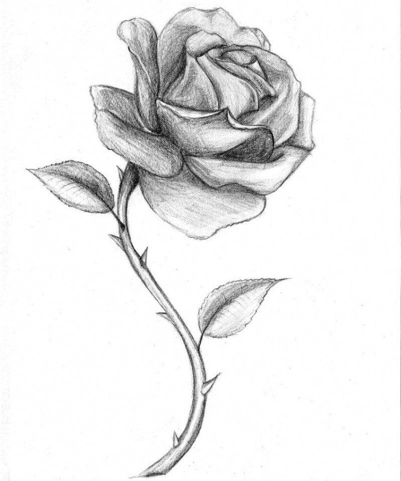 800x959 roses drawings - Pics Of Roses Drawing
