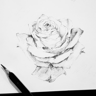 400x400 Rose Drawing Tumblr - Pics Of Roses Drawing