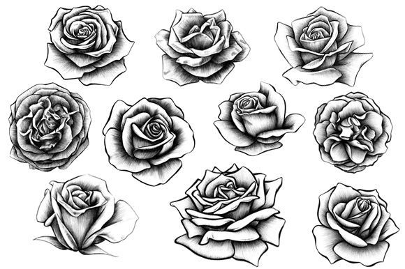 580x386 Rose Drawings - Pics Of Roses Drawing