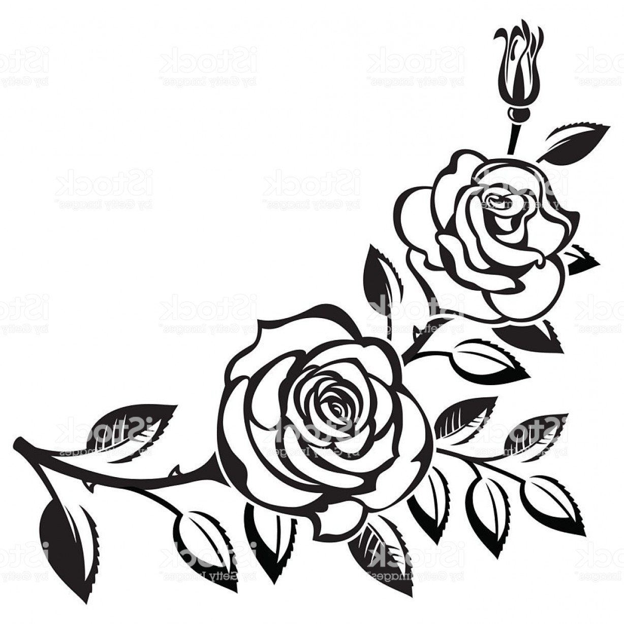 Pics Of Roses Drawing at Explore collection of