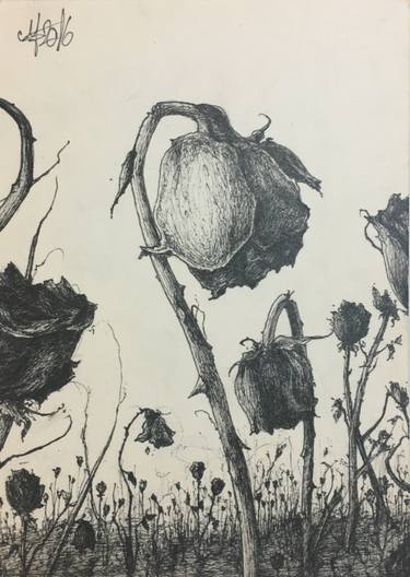 375x528 dead roses drawing - Pics Of Roses Drawing