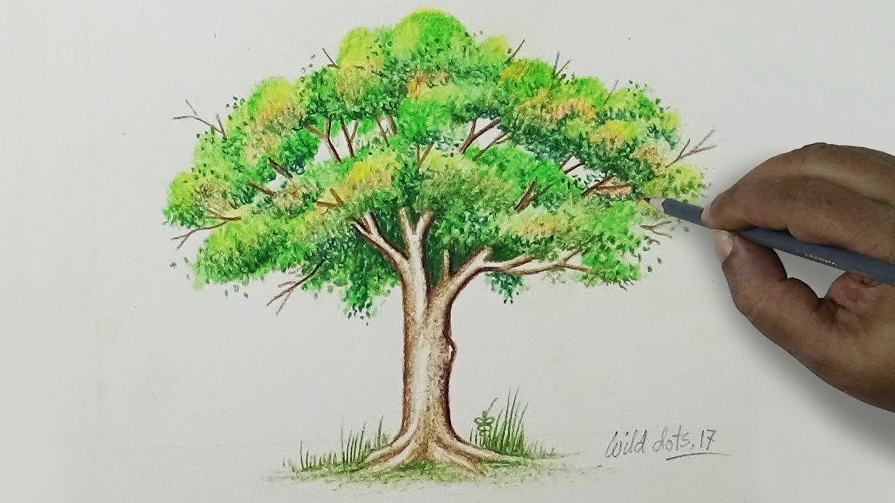 1280x720 Tree - Picture Of A Tree Drawing