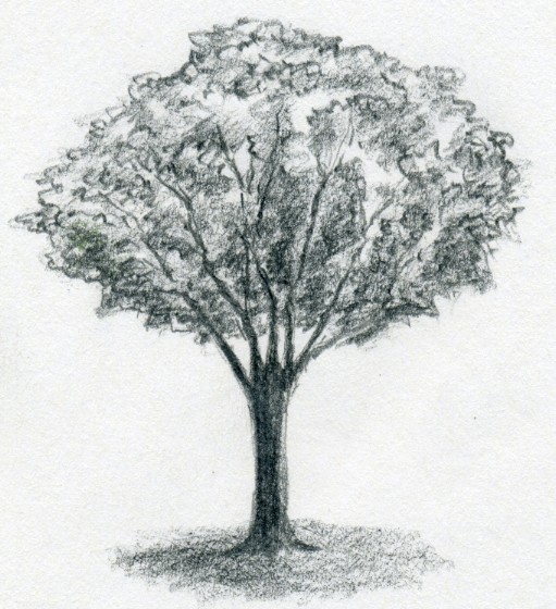 511x560 draw a tree simply and easily - Picture Of A Tree Drawing