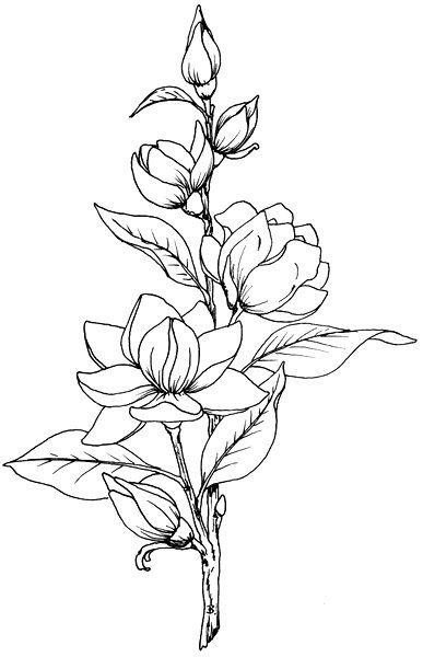 387x600 Beccy's Place Magnolia Tatu Beautiful Flower Drawings, Flower - Picture To Line Drawing