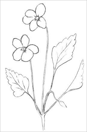 291x440 Easy Flowers To Draw - Pictures For Drawing Easy