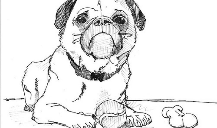 730x430 How To Draw A Dog - Pictures Of Dogs Drawing