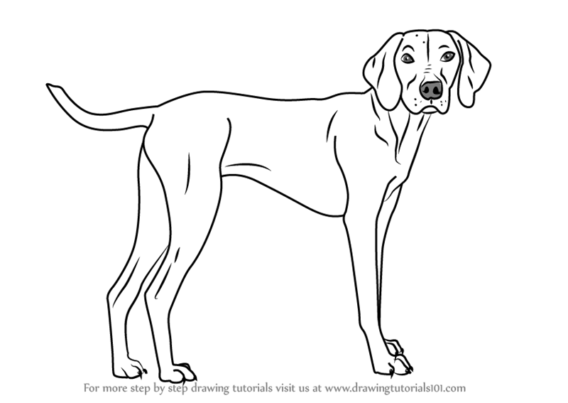 800x567 Learn How To Draw A Vizsla Dog - Pictures Of Dogs Drawing