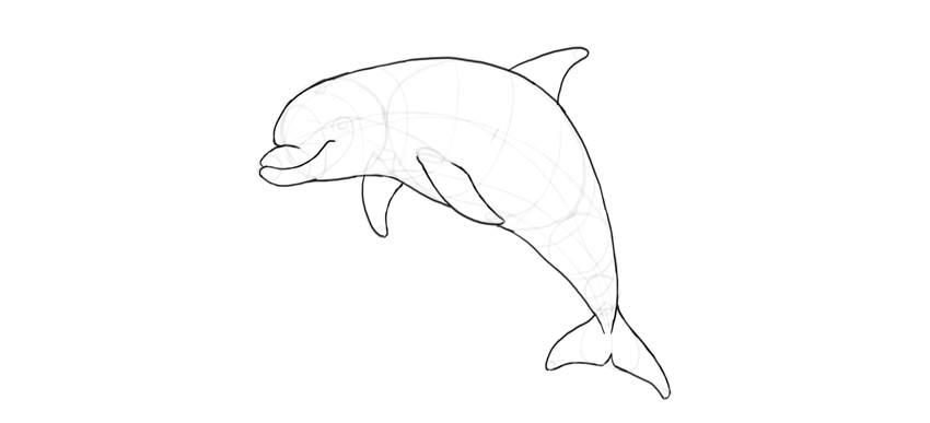850x387 how to draw a dolphin step - Pictures Of Dolphins Drawing
