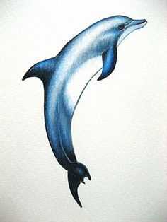 236x314 dolphin clipart tattooed in dolphin drawing, drawings - Pictures Of Dolphins Drawing