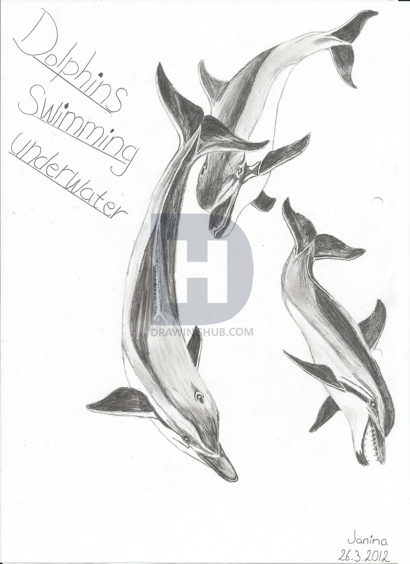 1700x2338 dolphins drawing - Pictures Of Dolphins Drawing