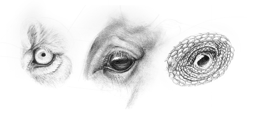 850x384 How To Draw Animal Eyes - Pictures Of Eyes Drawing