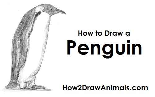 500x315 How To Draw A Penguin - Pictures Of Penguins Drawing