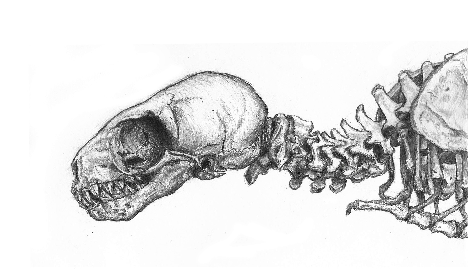 1920x1138 artstation - Pictures Of Skulls Drawing