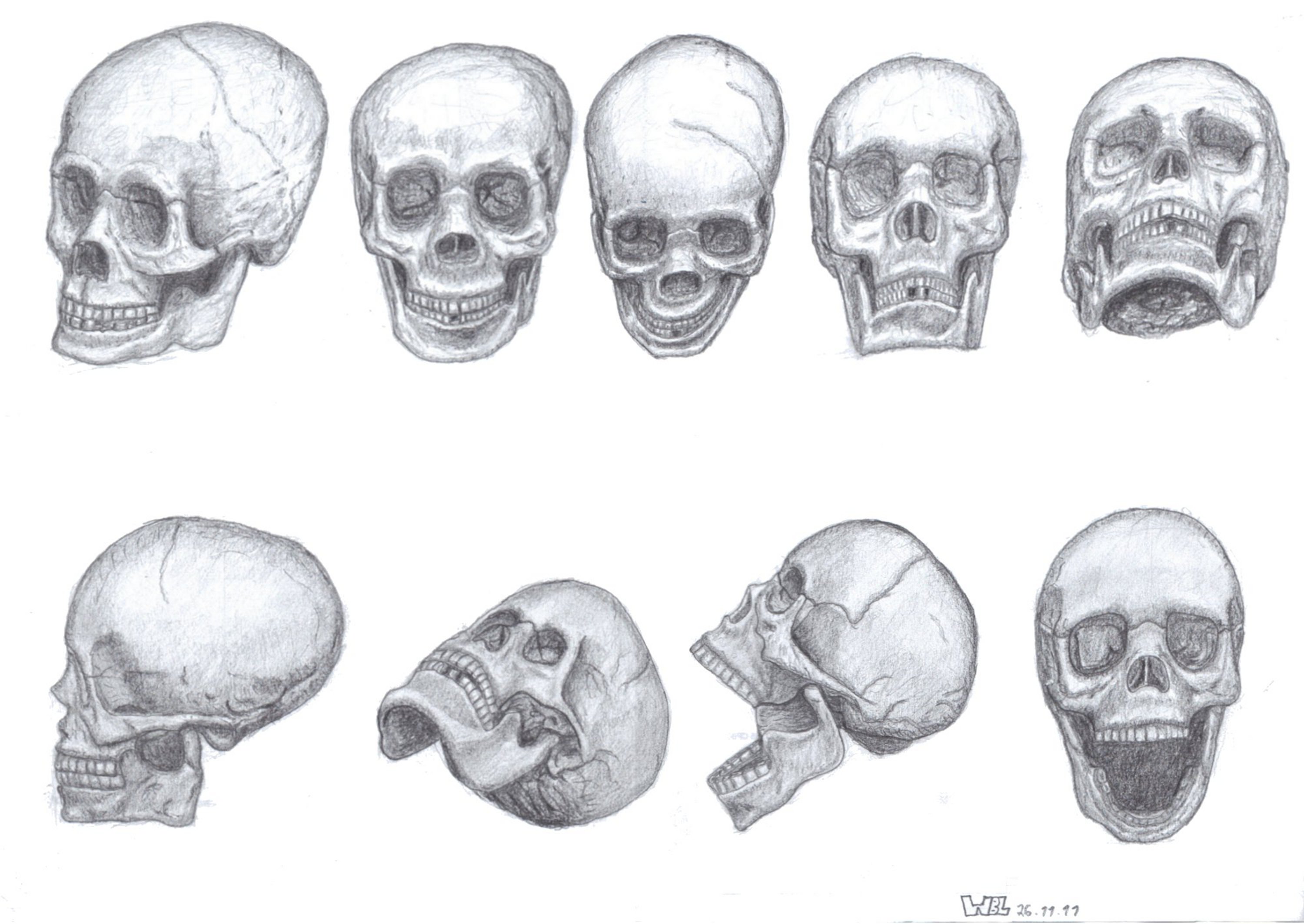 Череп рисунок карандашом анатомия