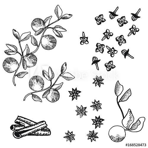 500x500 Apple Pie Spice Autumn Fall Botanical Line Drawing Illustration - Pie Line Drawing