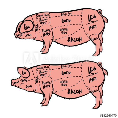 500x500 hand drawn pig diagram, butcher diagram drawing vector - Pig Butcher Drawing