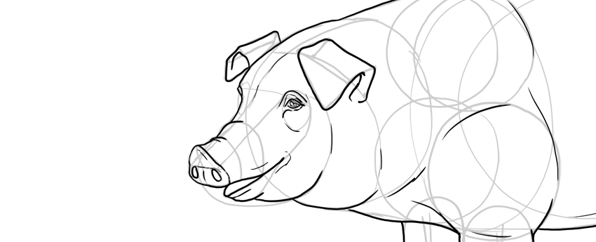 850x345 How To Draw A Pig - Pig Drawing