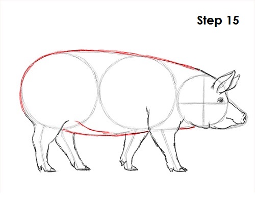 500x386 How To Draw A Pig - Pig Drawing