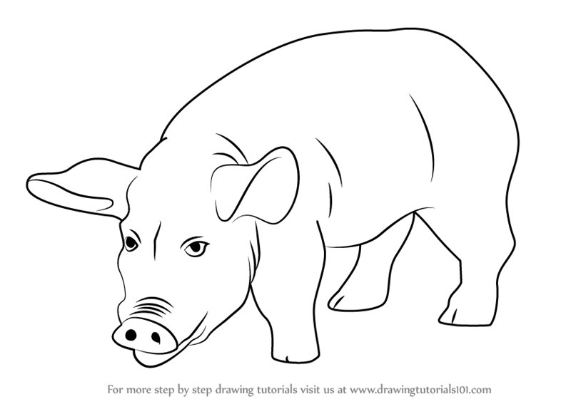 Pig Drawing For Kids at PaintingValley.com | Explore collection of Pig ...