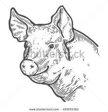 220x229 Image Result For Vintage Cow Drawing Face Chicken, Pig, Cow - Pig Face Drawing