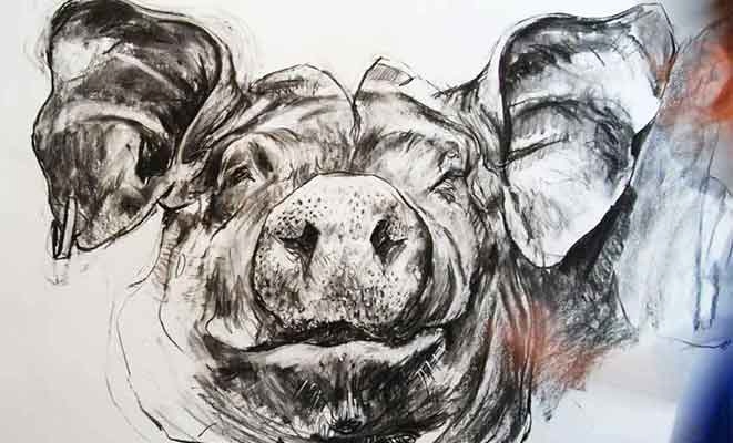 661x400 pig face sketch elegant pig face drawing mttech draw - Pig Face Drawing