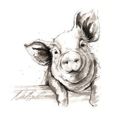 236x236 Cute Pig Pencil Drawing - Pig Face Drawing