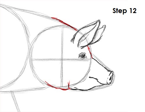 500x386 How To Draw A Pig - Pig Head Drawing