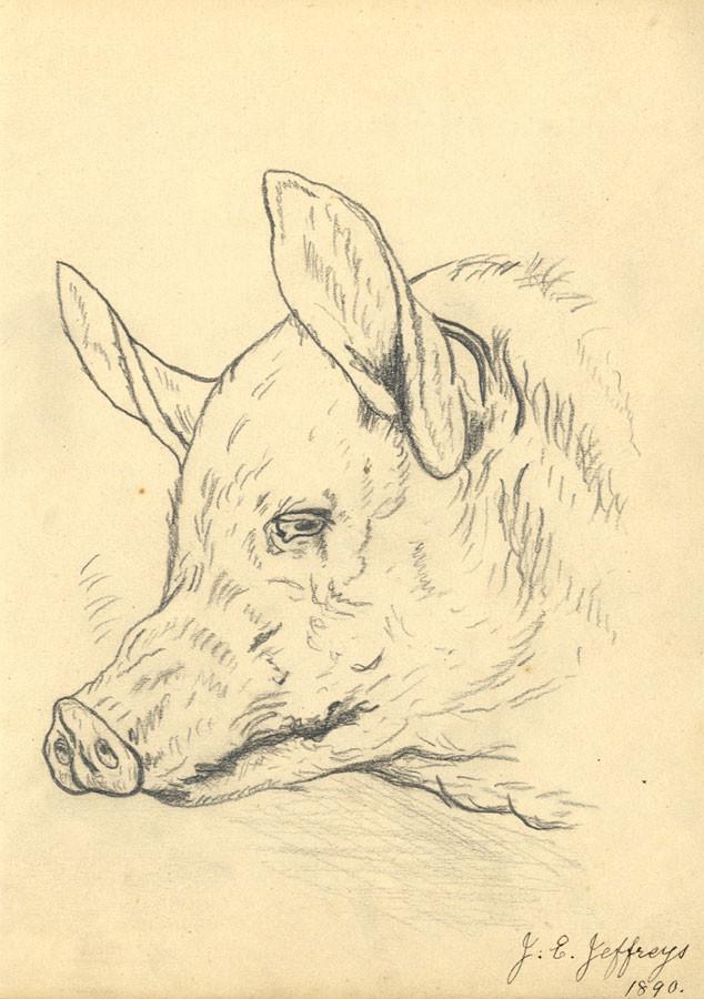 634x900 J E Jeffreys, Pig's Head Study - Pig Head Drawing