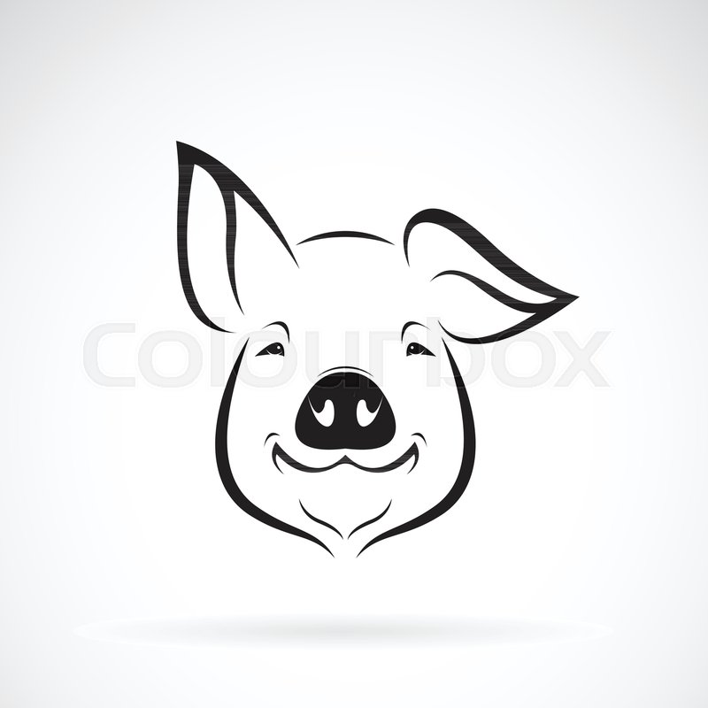 800x800 Vector Of Pig Head Design On White Stock Vector Colourbox - Pig Head Drawing