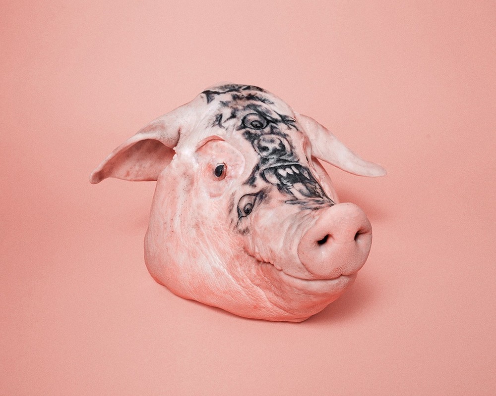 1000x800 Pig Head - Pig Head Drawing