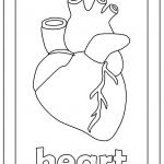 150x150 human heart coloring pages beautiful pig heart drawing - Pig Heart Drawing