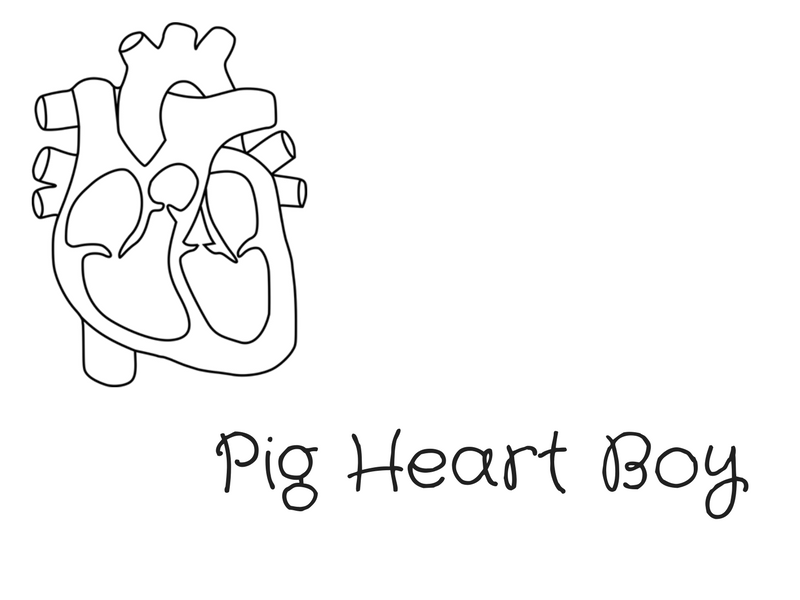 800x600 Pig Heart Boy Reading Comprehension - Pig Heart Drawing