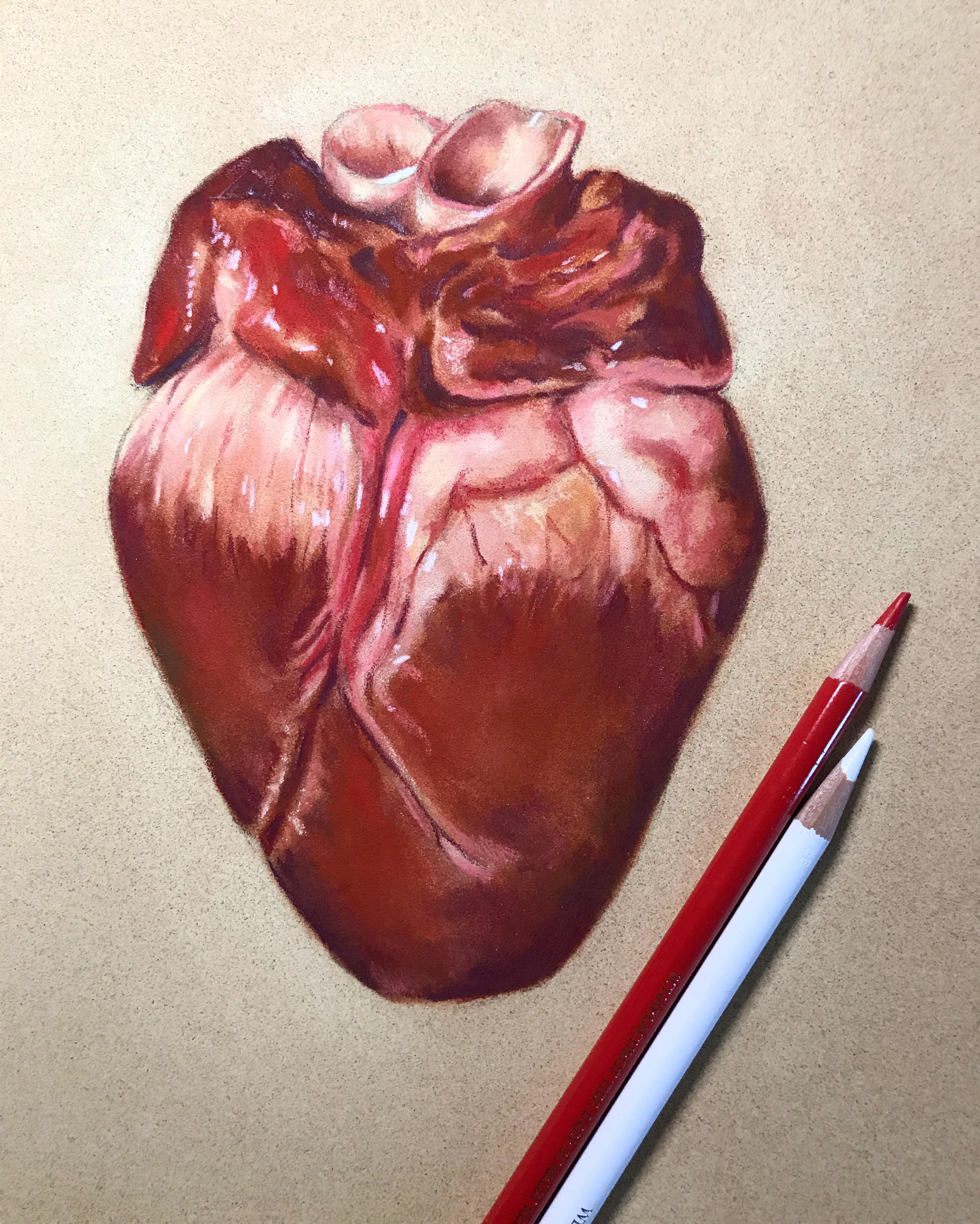 3024x3778 Pig Heart, Pastel Colored Pencil On Card Drawing - Pig Heart Drawing