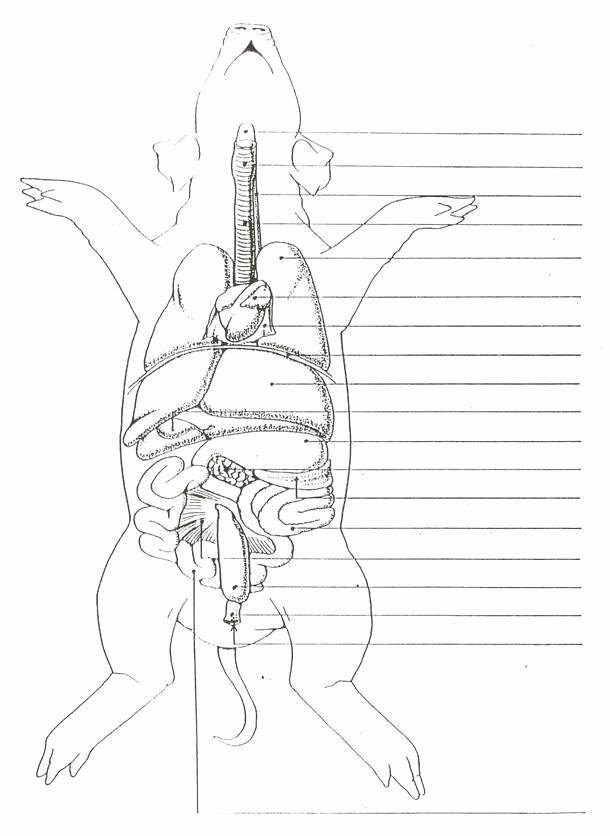 610x836 Elegant Pig Heart Diagram - Pig Heart Drawing