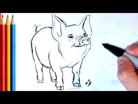 480x360 How To Draw Realistic Pig - Pig Line Drawing