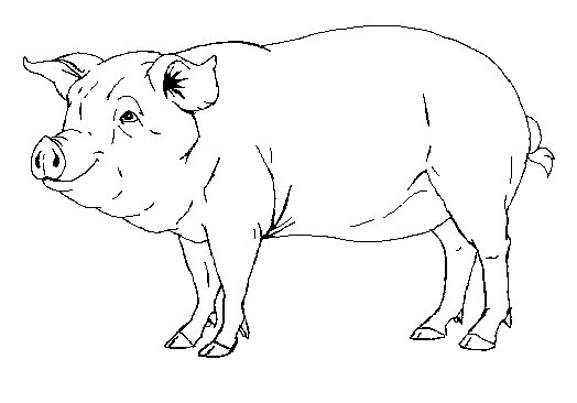 Pig Line Drawing at PaintingValley.com | Explore collection of Pig Line ...