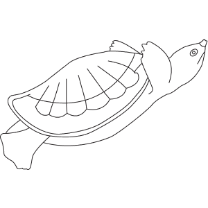 300x300 How To Draw A Pig Nosed Turtle - Pig Nose Drawing