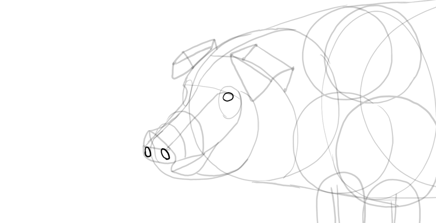 850x435 How To Draw A Pig - Pig Nose Drawing