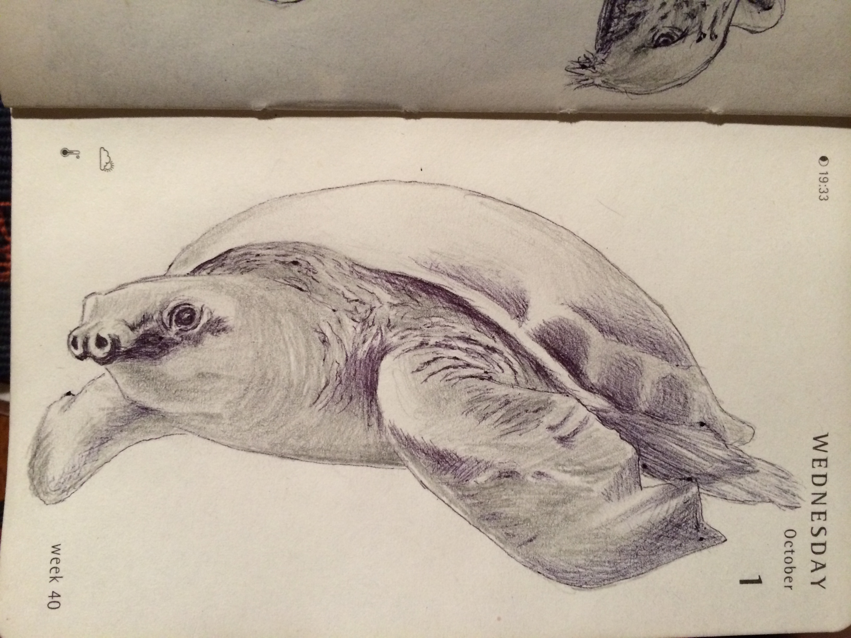 3264x2448 Mnaitodesigns Keeping It As Real As Possible, One Drawing - Pig Nose Drawing