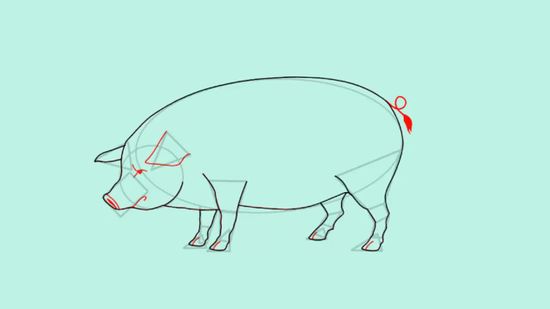 550x309 How To Draw A Pig Steps - Pig Outline Drawing
