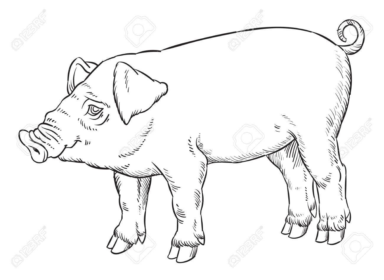 1300x949 Outline Hand Drawing Of Domestic Pig Vector Illustration - Pig Outline Drawing