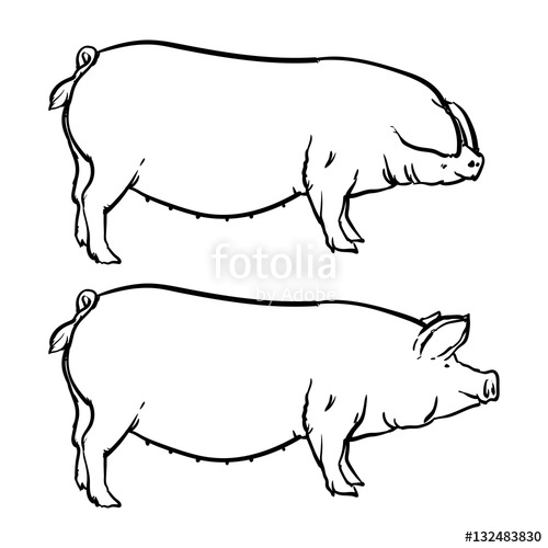 Pig Outline Drawing at PaintingValley.com | Explore collection of Pig ...