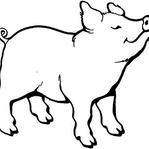 300x300 Fresh Pig Outline - Pig Outline Drawing