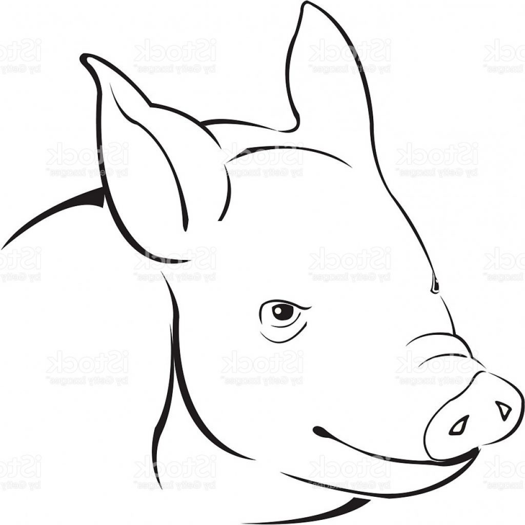 1024x1024 authentic simple pig drawing suddenly stock vector art more images - Pig Pictures Drawing