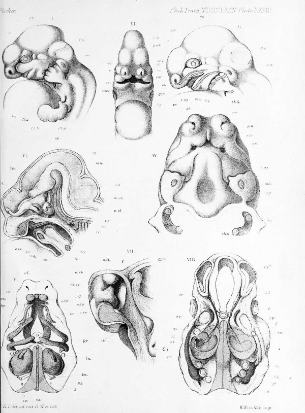 600x814 Paper - Pig Skull Drawing