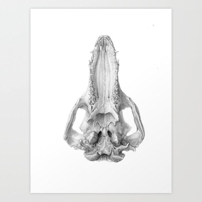 700x700 Pig Skull Art Print - Pig Skull Drawing