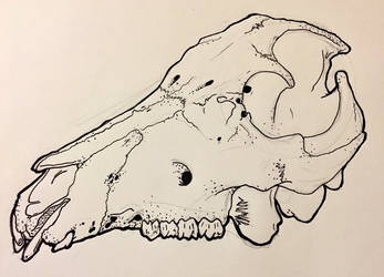 347x250 Pig Skull Drawing - Pig Skull Drawing